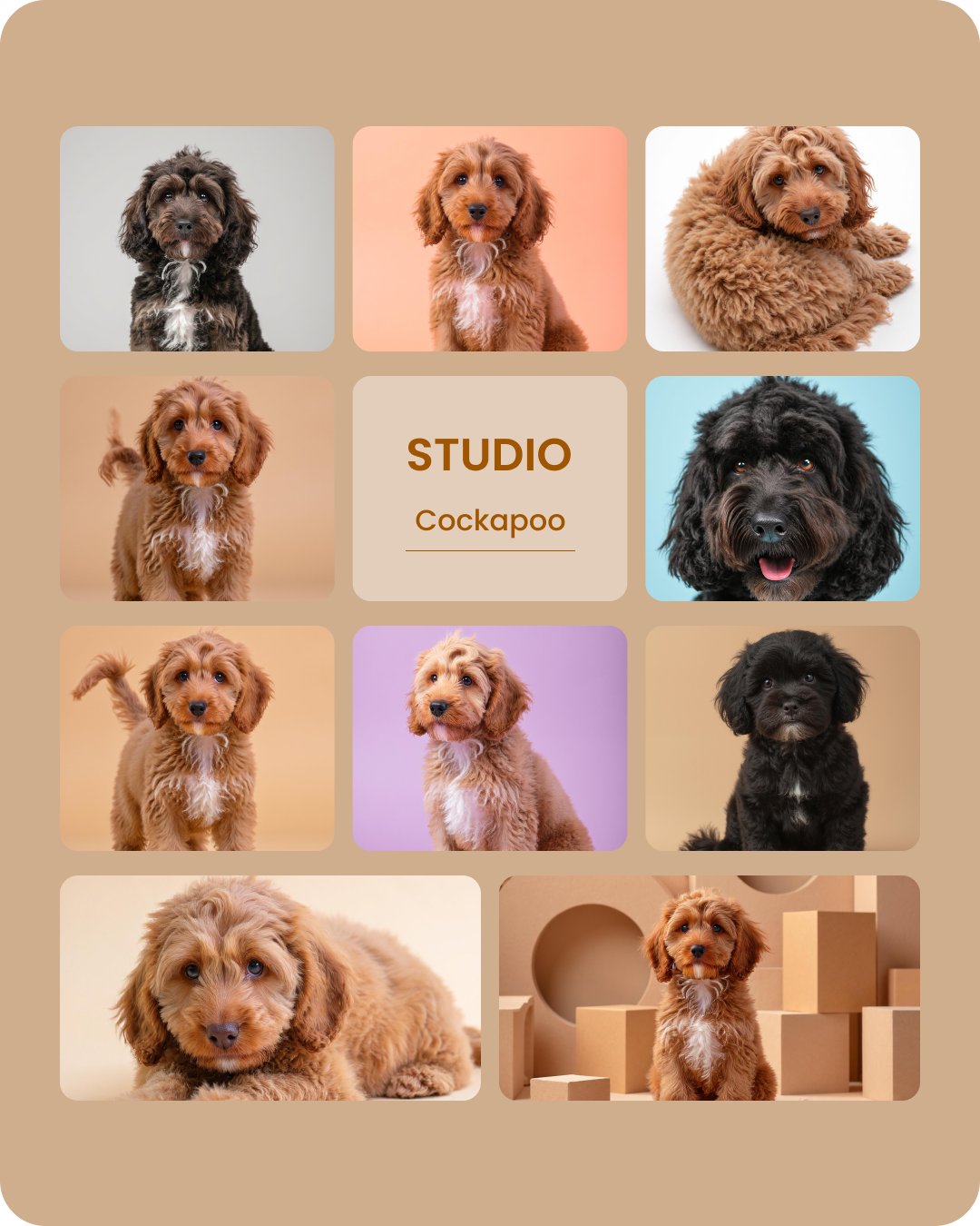Cockapoo Studio-1.png