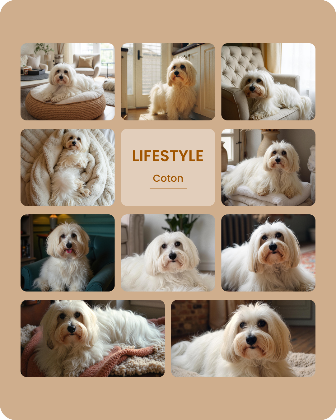 Coton Lifestyle-1.png